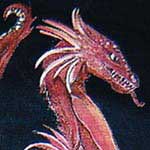 Abbigliamento: felpa - Red dragon - cod#PS-D6